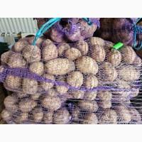 Картопля пізня опт є Обєм Доставка ПДВ