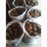 Продам домашню картоплю, власного виробництва