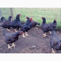 Яйце на інкубацію від породистих курей. Корніш мідній, біло-червоний, фарфоровий