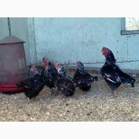 Яйце на інкубацію від породистих курей. Корніш мідній, біло-червоний, фарфоровий