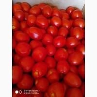 Продам помідор сливка