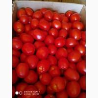 Продам помідор сливка