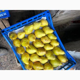 Продам Ноябрську і Киргизську грушу