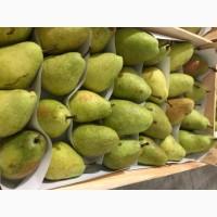 Продам грушу Рікс