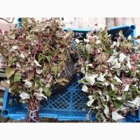 Продам сушане листя малини, букет малини сушаний