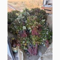 Продам сушане листя малини, букет малини сушаний