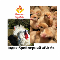 БІГ - 6 індик