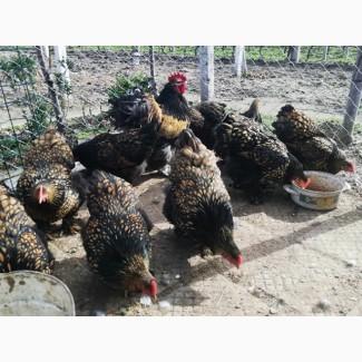 Яйце для інкубації, курчата, Кохінхін – блакитний, лавандовий, золото