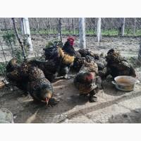 Яйце для інкубації, курчата, Кохінхін – блакитний, лавандовий, золото