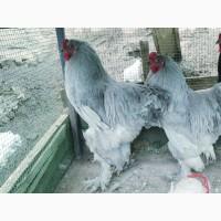 Яйце для інкубації, курчата, Кохінхін – блакитний, лавандовий, золото