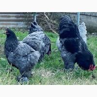 Яйце для інкубації, курчата, Кохінхін – блакитний, лавандовий, золото