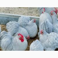 Яйце для інкубації, курчата, Кохінхін – блакитний, лавандовий, золото