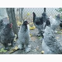 Яйце для інкубації, курчата, Кохінхін – блакитний, лавандовий, золото