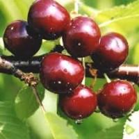 Гуртова вишня з саду 2025 | Кіровоградщина | Для переробки, заморозки, експорту