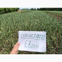 Часник «Любаша» предзамовлення