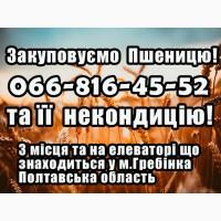Закуповуємо пшеницю 2-4 клас!Дорого! А також купуєм некондицію та брак