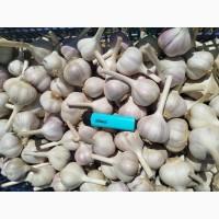 Продам часник домашній