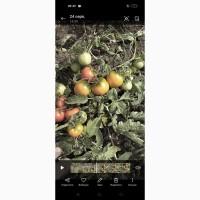 Помідори оптом продам 25 грн/кг