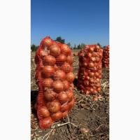Цибуля оптом зі складу та з поля Медуза