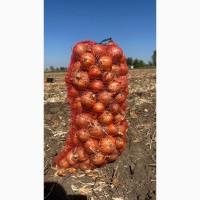 Цибуля оптом зі складу Медуза
