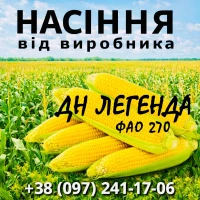 Насіння кукурудзи ДН Легенда ФАО 270 / від виробника Agro_Exprt