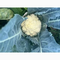Продам капусту цветную