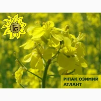 Насіння ріпаку озимого Атлант від виробника