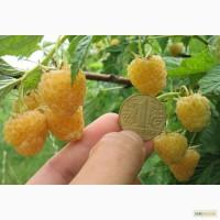 Рассада (саженцы) малины Желтый гигант