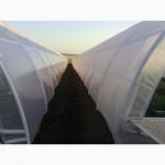 Пленочные теплицы от производителя по доступным ценам