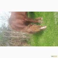 Продам тяжеловоза