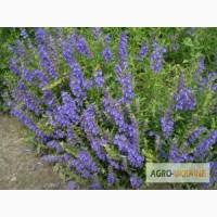 Продам семена Змееголовника (мелисса турецкая, маточник) Украина -медонос, лекарственное