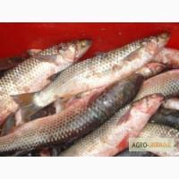 Продам азовский пеленгас , бычок ,тарань,толстолоб от 2 до 15 кг.