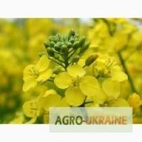 Продам посівний ріпак озимий