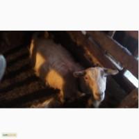 Терміново продам козу, кіз