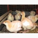 Продам яйцо индюшиное инкубационное