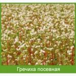 Продам Канадский трансгенный сорт гречихи GRANBY