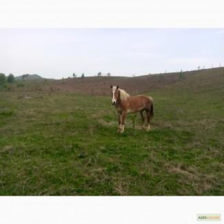 Лошади рабочие