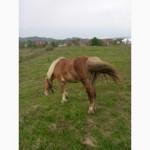 Лошади рабочие