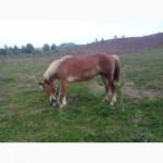 Лошади рабочие