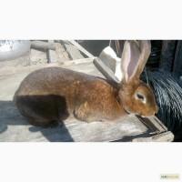 Пр0двм кр0лі Рекс