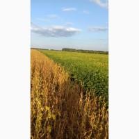 Продам СОЮ Товарна та Посівна з ПДВ і Без. Сорта Аполо, Канзаз и Ментор ( Лимагрейн)