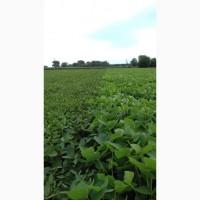 Продам СОЮ Товарна та Посівна з ПДВ і Без. Сорта Аполо, Канзаз и Ментор ( Лимагрейн)