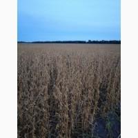 Продам СОЮ Товарна та Посівна з ПДВ і Без. Сорта Аполо, Канзаз и Ментор ( Лимагрейн)