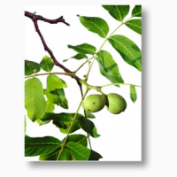 Привитые саженцы Грецкого Ореха