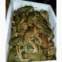 Продам живых речных раков