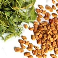 Продам Семена Пажитник «Satimex» Германия