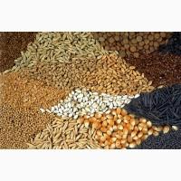 Куплю опт Сою