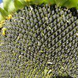 Фото 2. Продам от поставщика семена подсолнечника