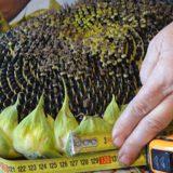 Фото 4. Продам от поставщика семена подсолнечника