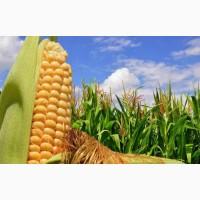 Продаем КАНАДСКИЕ семена, горох, соя, пшеница, ячмень, кукуруза, подсолнечник, гречиха